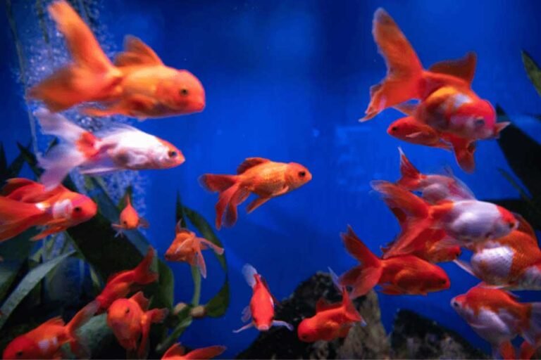 Aquarium Fish Behavior Guide