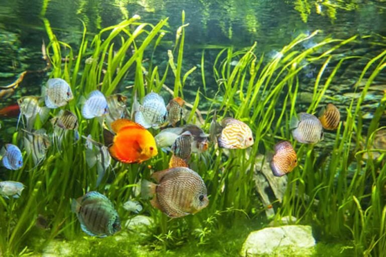 Best Water Conditioner for Aquarium