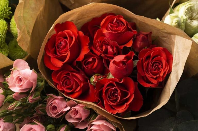 Beautiful Roses for Valentine