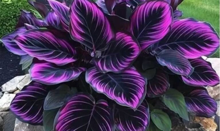 Calathea-Couture-Purple