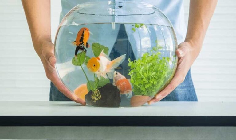 Setting Up Your Fish Tank After a Move