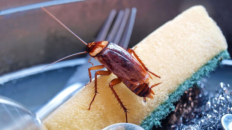 A Complete Guide to Eradicating Cockroaches Safely